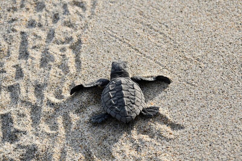Lepidochelys olivacea Puerto Escondido (1)