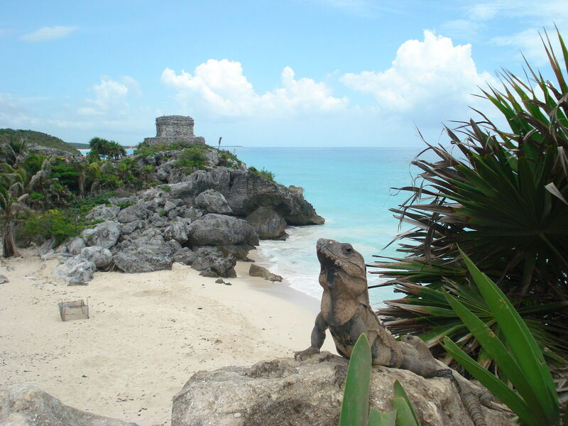 Tulum e iguana