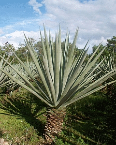 Yucatán